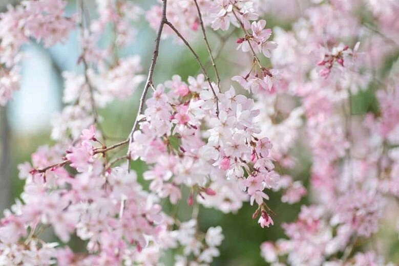 Japanese Flowering Cherry Cuttings - 12 Unrooted Scions for Propagation - Prunus serrulata Cultivar, Ornamental Tree