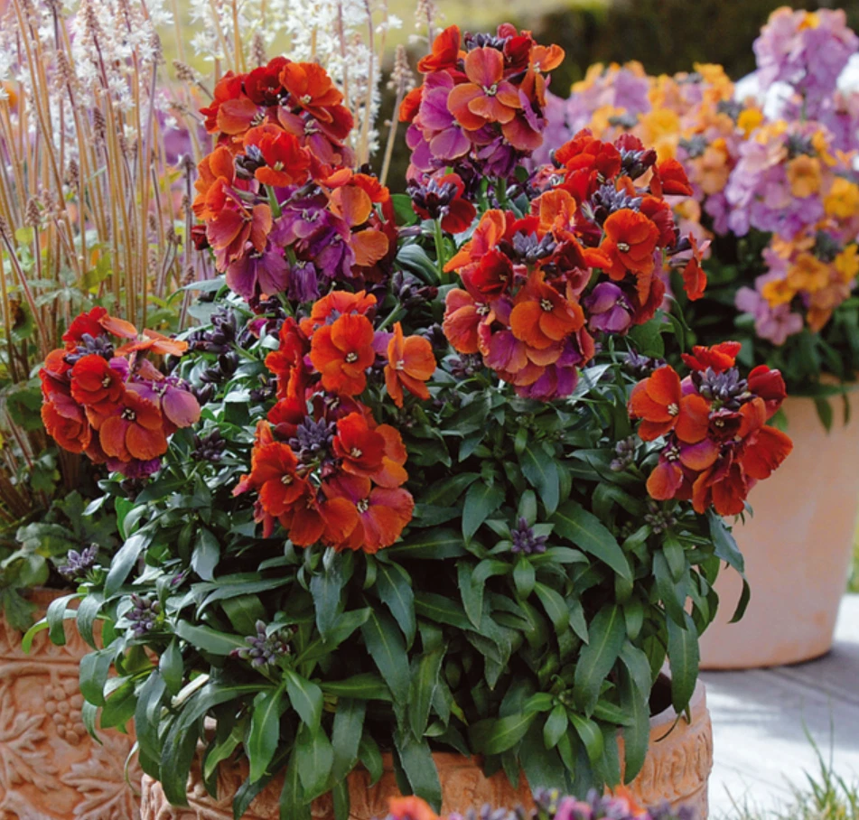 Wallflower Live Plant Starter 1–3 Inch Purple Erysimum 'Winter Passion' for Garden or Container Growing