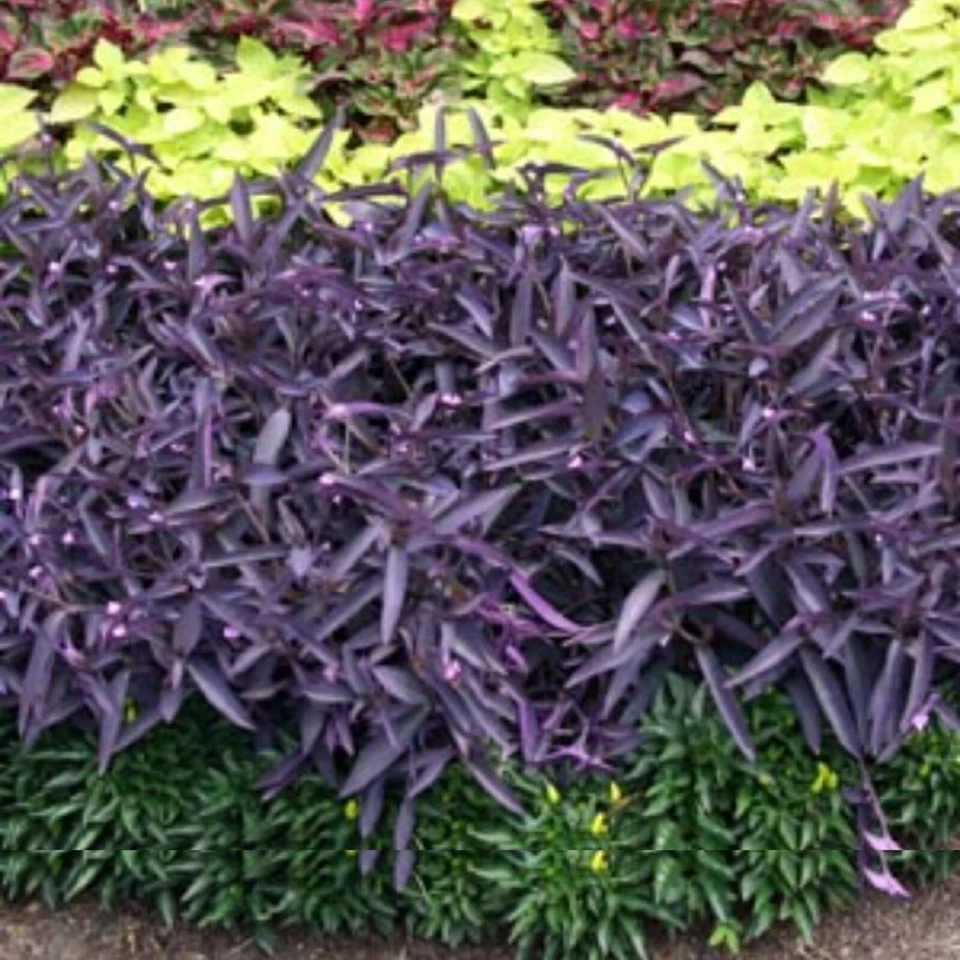 Wandering Jew Cuttings – 10 Unrooted Purple Tradescantia Zebrina Cuttings for Propagation, Trailing Houseplant