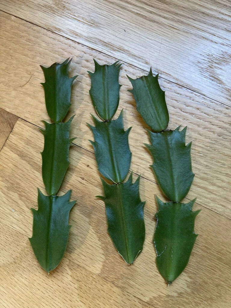 Pink Fuchsia Thanksgiving Cactus Cuttings, 3 Unrooted Segments, Schlumbergera truncata - Perfect for Home Propagation