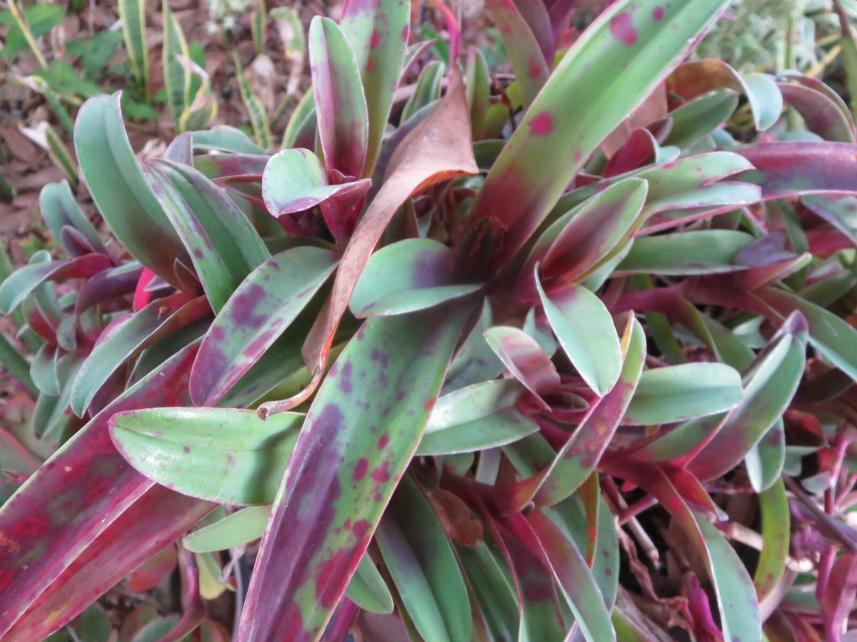 Wandering Jew Cuttings - 3 Unrooted Tradescantia pallida 'Tampicana' - Deep Purple Foliage for Propagation or Planting