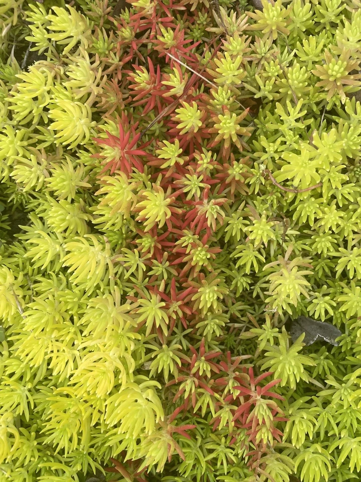 Sedum Angelina Cuttings - 9 Live Bare Root Stonecrop Succulent for Garden or Container Planting - Sedum rupestre ‘Angelina’