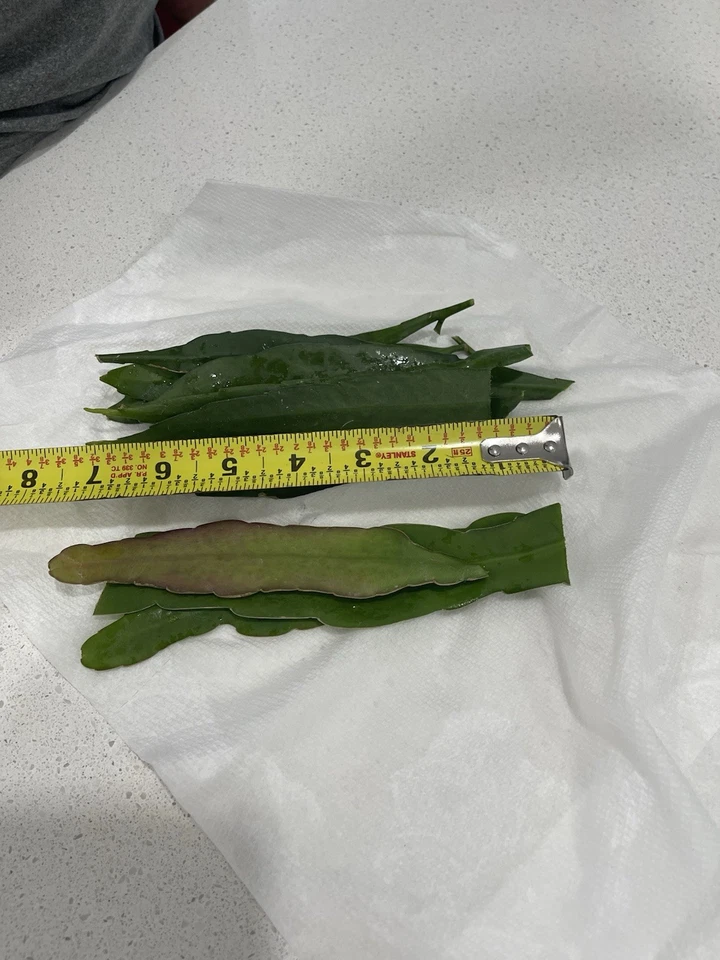 Queen of the Night Cactus Cuttings Mix, Set of 10 Epiphyllum Oxypetalum & Hookeri for Propagation, Unrooted Cactus Stems