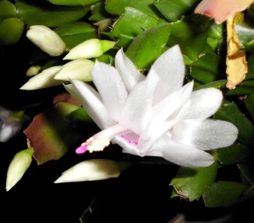 Thanksgiving Cactus Cuttings, 3 Unrooted Segments, White Schlumbergera truncata for Propagation, Holiday Indoor Houseplant