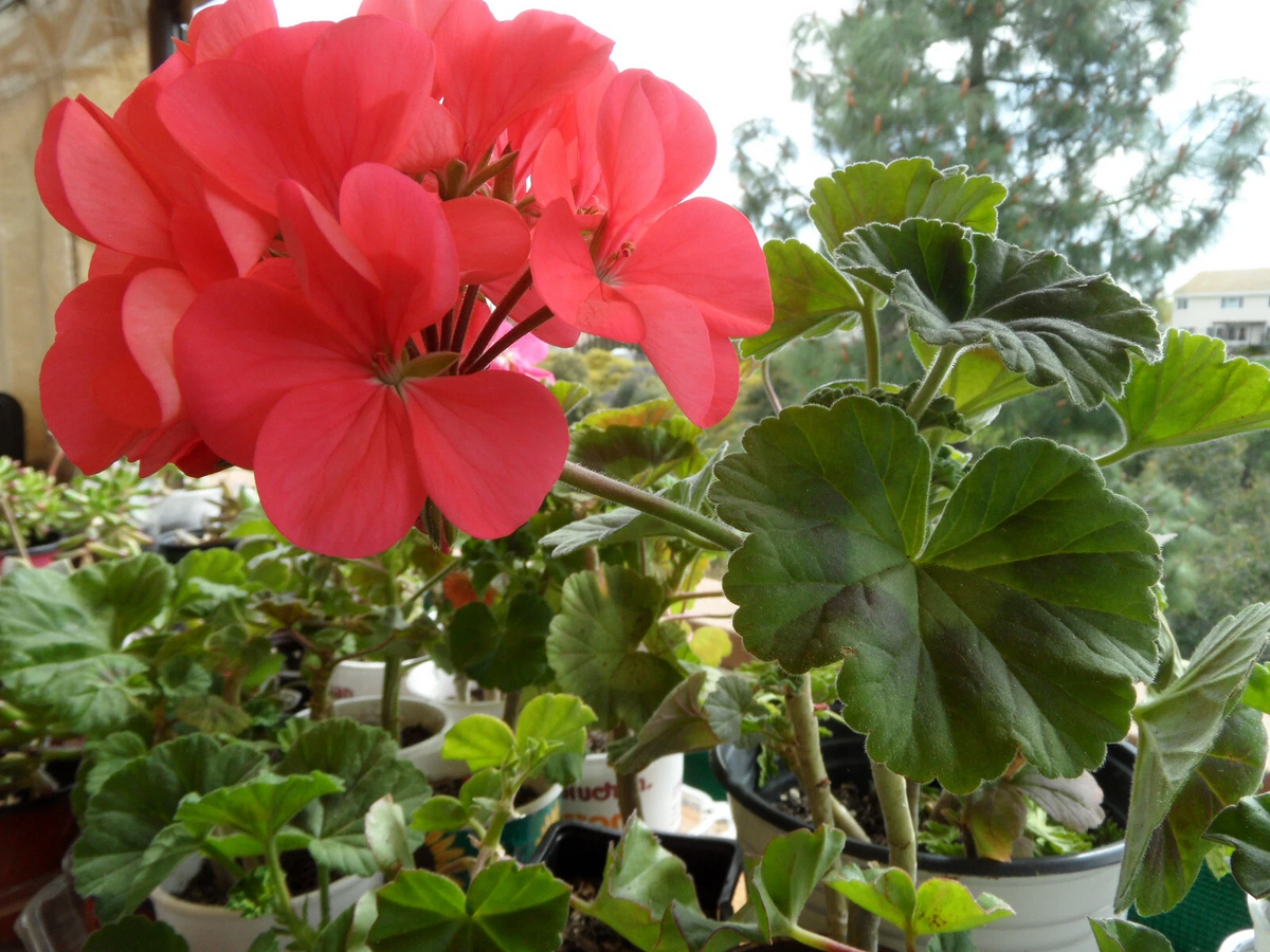 Zonal Geranium Cuttings Set of 4 - Unrooted Pelargonium × hortorum Flowering Plant Cuttings for Propagation, 5 Inches Long