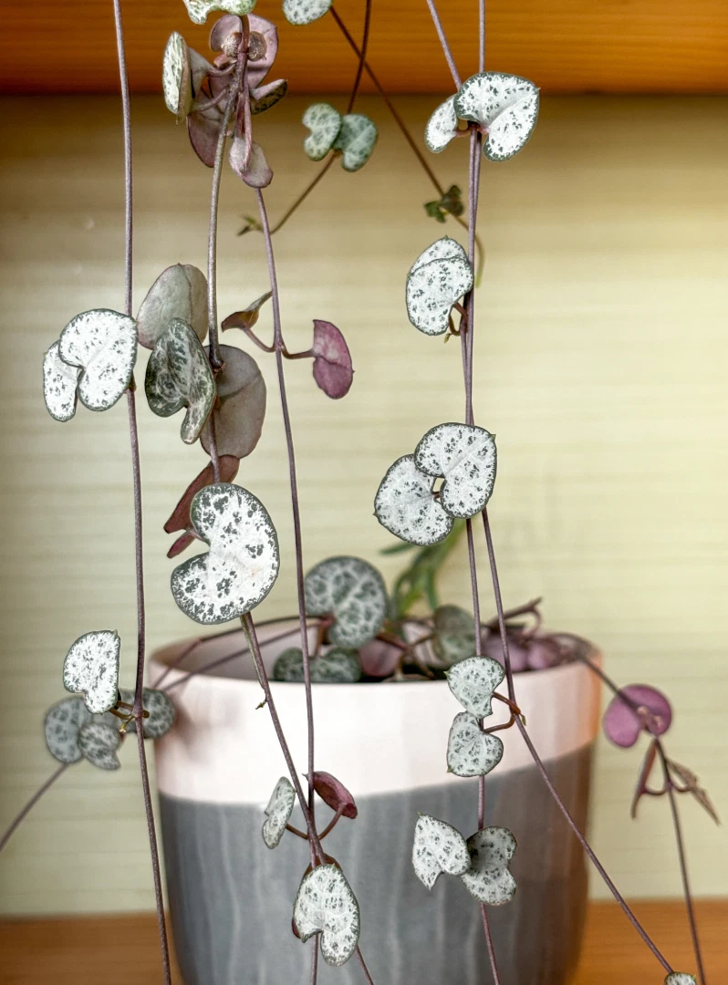 String of Hearts Cuttings - 3 Unrooted Trailing Ceropegia woodii for Propagation - Heart-Shaped Foliage, Ideal for Baskets