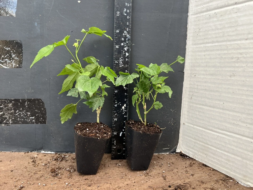 Pink Abutilon Starter Plant - Small Rooted Flowering Maple Live Plant for Containers, Patios - Abutilon spp.