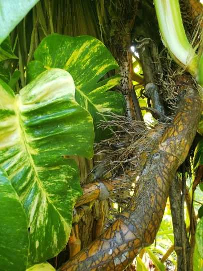 Golden Queen Pothos Node Cutting - Unrooted Aerial Root Segment for Propagation - Epipremnum aureum - Variegated Green & Gold