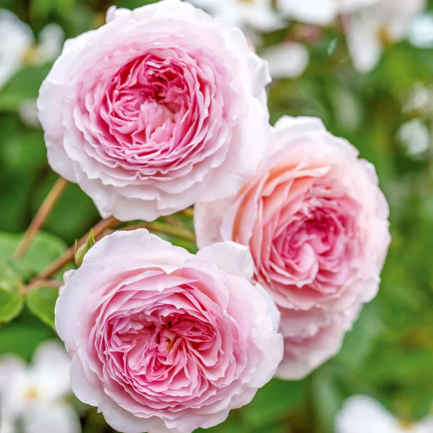 Unrooted Cuttings of English Climbing Rose 'James Galway' (Auscrystal) - 3 Stems 5–8 Inches for Propagation