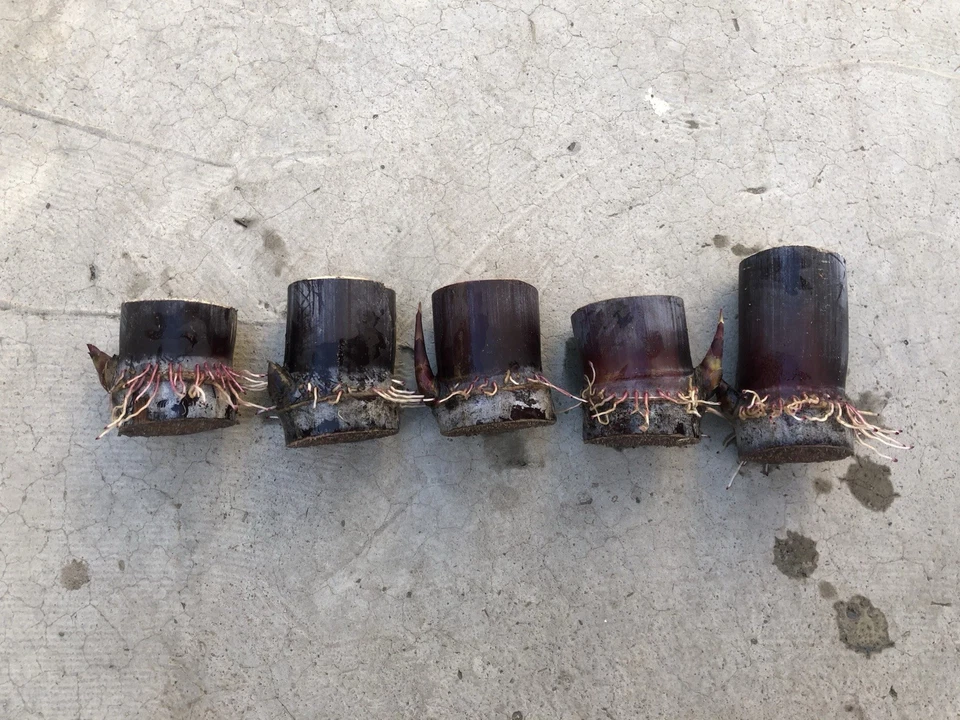 Dark Purple Sugarcane Cuttings Set of 5, Saccharum officinarum, Live Rooted Plants for Warm Climates, Tropical Grass