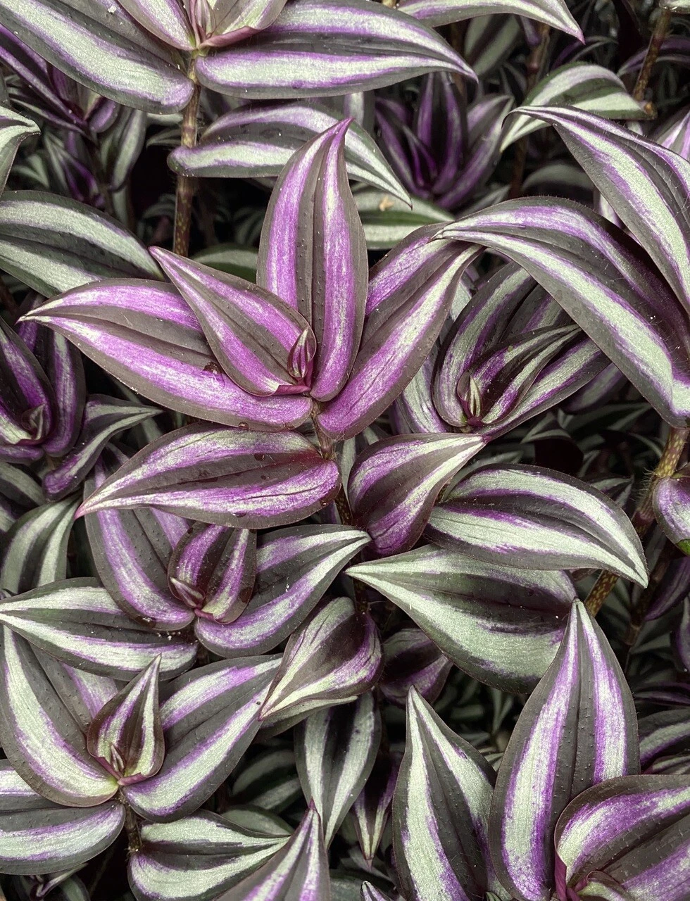 Organic Tradescantia Zebrina Cuttings – 5 Purple Green Wandering Jew Cuttings for Indoor Planting - Easy to Propagate