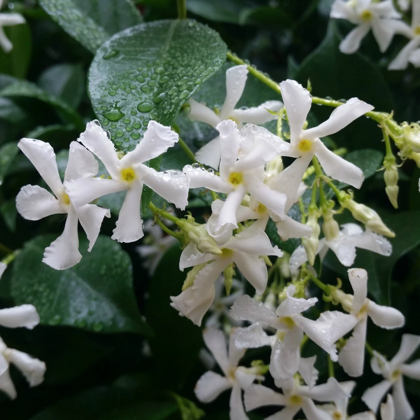 Confederate Star Jasmine Starter Plant - Rooted Evergreen Vine with White Flowers - Trachelospermum jasminoides
