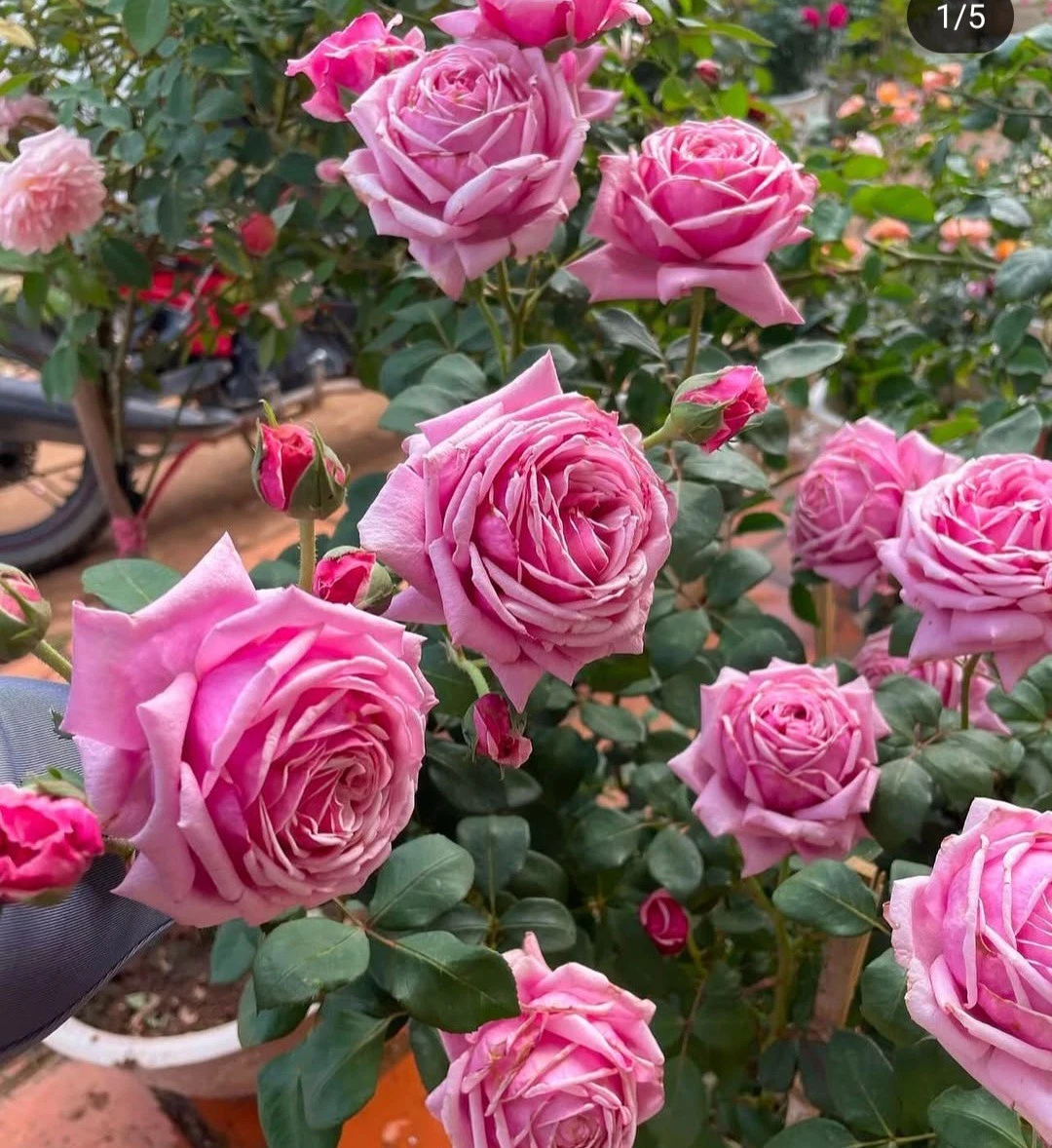 Pink Rose Cuttings – 3 Unrooted Cuttings 5–8 Inches Long for Propagation – Rosa spp.