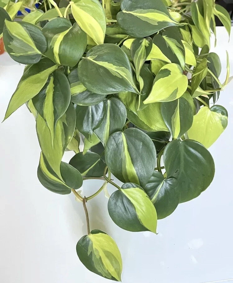 Philodendron Brasil Cuttings - 2–3 Unrooted Cuttings with 3 Leaves - Variegated Green & Yellow - Philodendron hederaceum ‘Brasil’