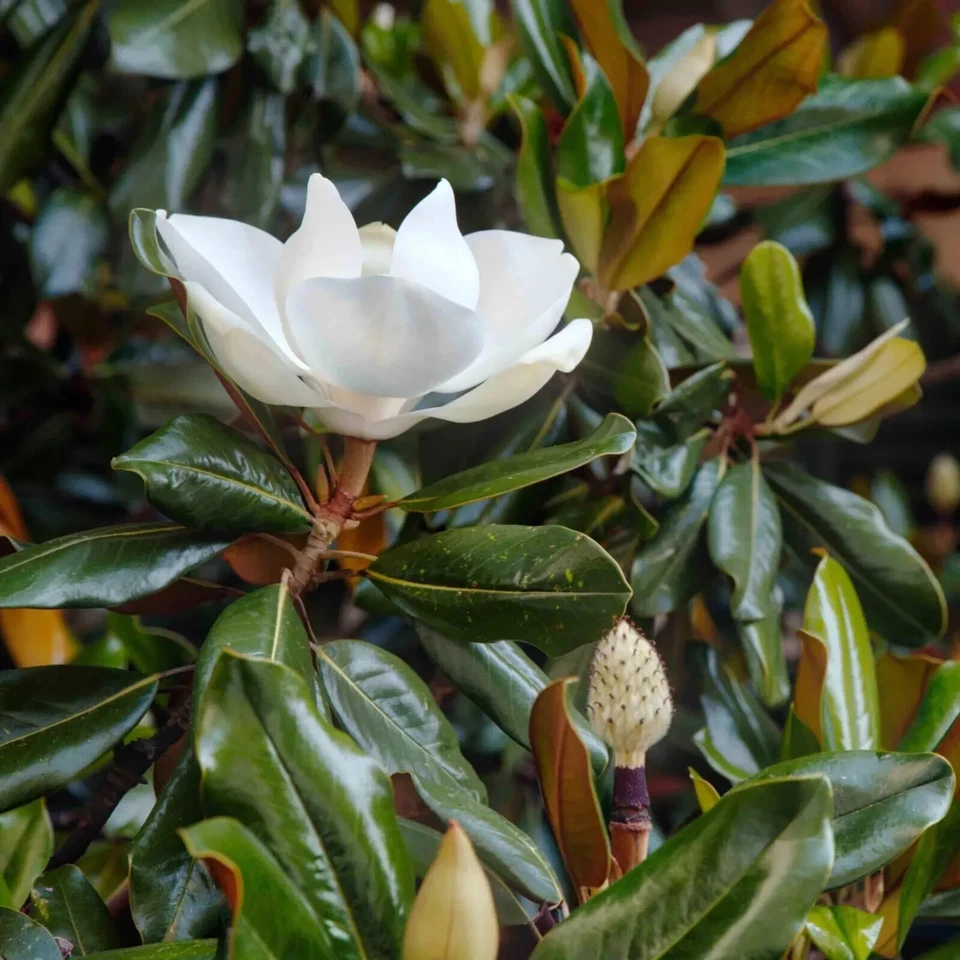 Magnolia Little Gem Cuttings – 3 Live Cuttings for Rooting or Grafting – Magnolia grandiflora ‘Little Gem’
