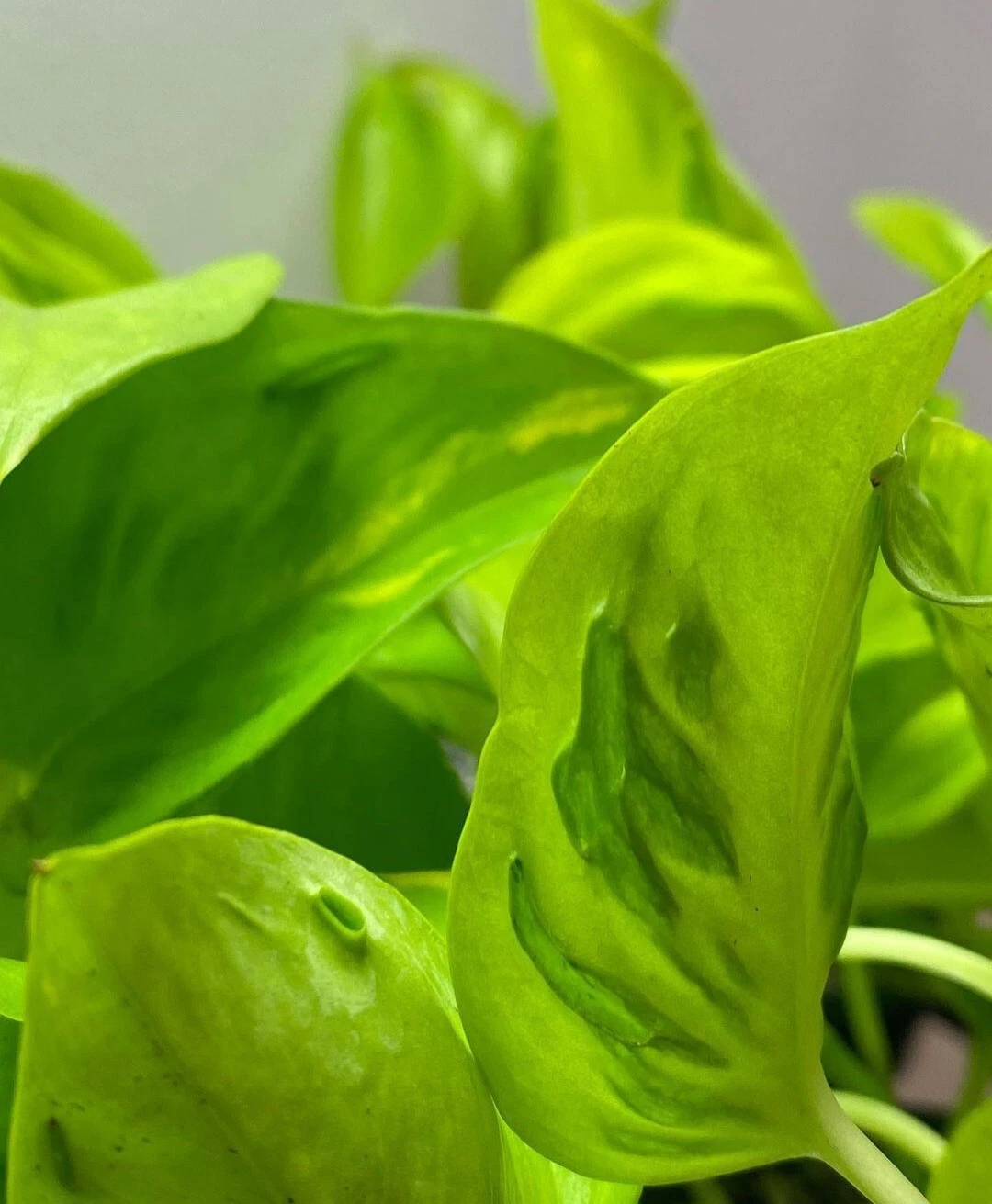 Unrooted Pothos Cuttings - 3 Variegated Teruno Champs Elysees Epipremnum Aureum for Propagation - Indoor Houseplant