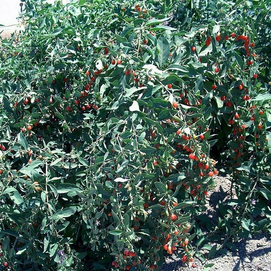 Goji Berry Cuttings - Lot of 20 Unrooted Lycium barbarum for Propagation - Fresh Outdoor Berry Plant Cuttings