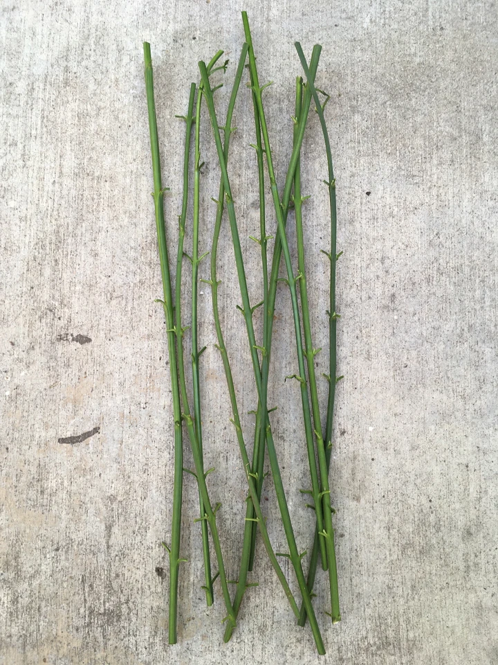 Winter Jasmine Cuttings - 10 Live 12 Inch Jasminum Nudiflorum Vine Cuttings with Yellow Flowers for Gardening and Propagation