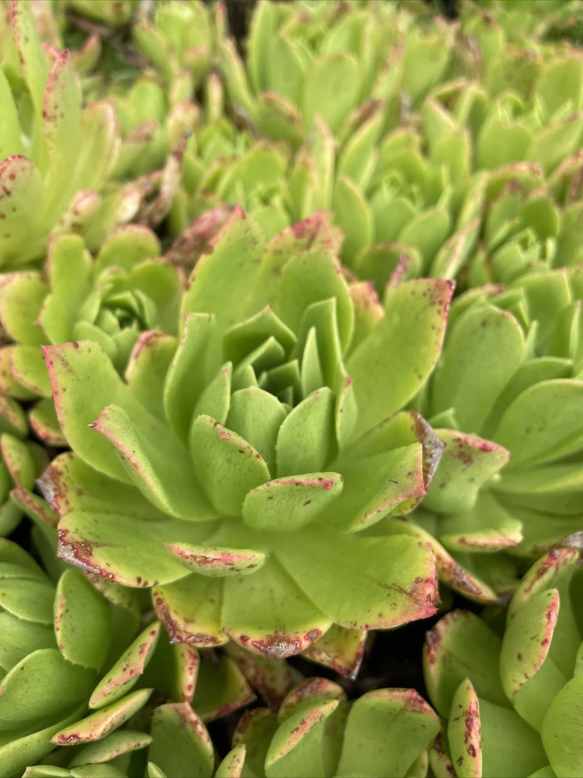 Aeonium Succulent Cuttings - 3 Unrooted Green with Pink Edges - Aeonium sp. Live Plant Starters for Propagation