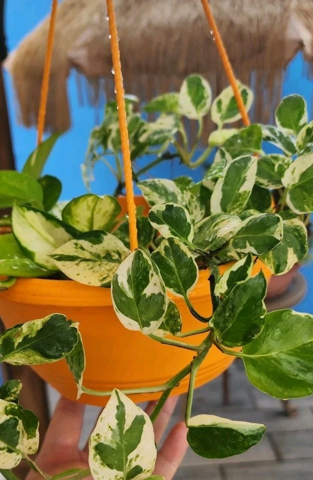 N'Joy Pothos Cuttings - 3 Live Variegated Indoor Plants - Epipremnum Aureum 'N'Joy' - Green and White Foliage