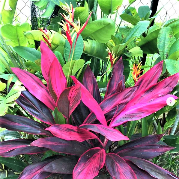 Red Siam Ti Plant Cutting - 8 Inch Tropical Foliage - Cordyline fruticosa - Live Cutting for Propagation and Planting