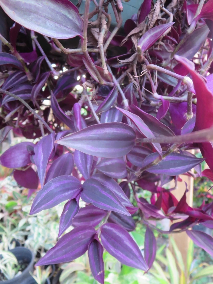 Tradescantia Zebrina Dark Burgundy Cuttings - 12 Unrooted Live Plant Cuttings for Indoor Propagation and Decor