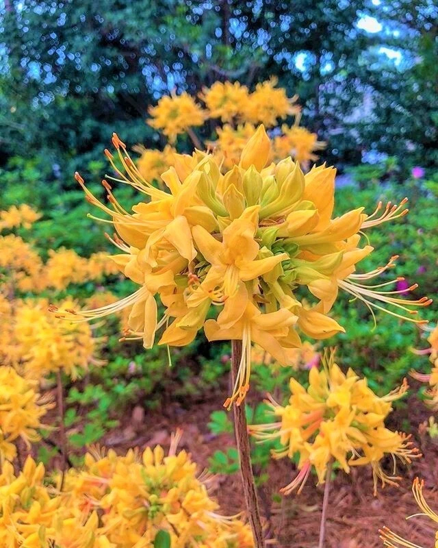 Gold Strike Azalea Starter Plant | Dormant Deciduous Shrub | Rhododendron ‘Gold Strike’ | Ornamental Flowering Shrub