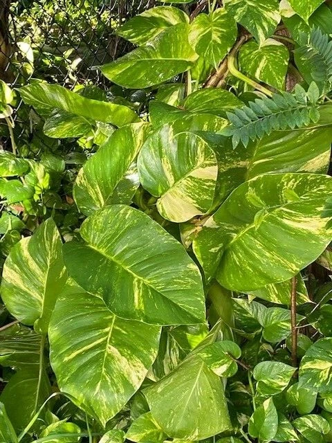 Variegated Golden Queen Pothos Cuttings – 6 Unrooted Trailing Houseplant Cuttings, Epipremnum aureum, Green & Gold Foliage