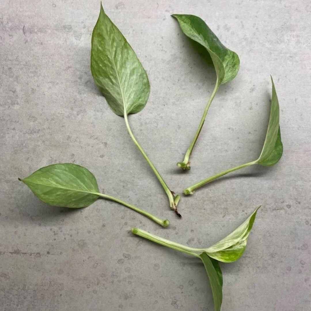 Unrooted Marble Queen Pothos Cuttings Set of 4 in Sphagnum Moss - Epipremnum Aureum for Indoor Propagation and Planting