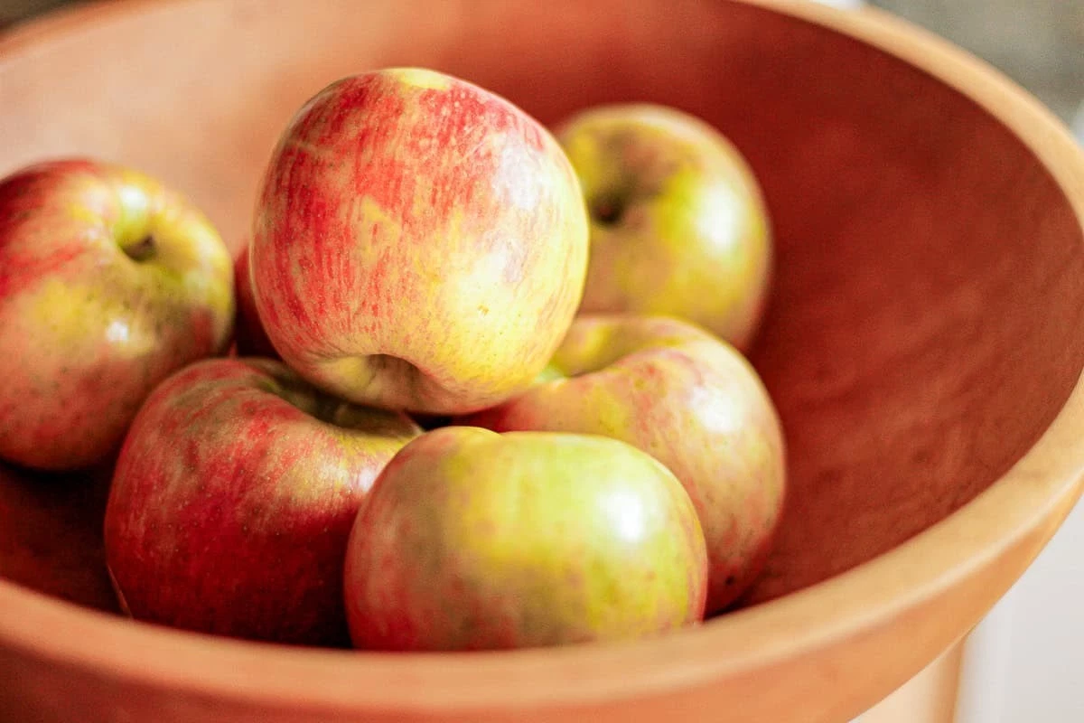 Honeycrisp Apple Scionwood 5 Pack 8 Inch Fresh Scions for Grafting - Malus domestica ‘Honeycrisp’ - Bare Scionwood