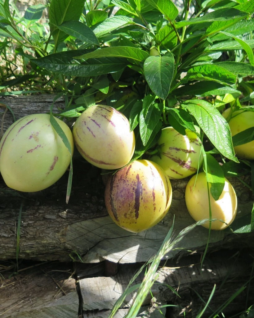 Pepino Melon Seeds - 20 Seeds, Sweet Cucumber, Solanum muricatum, 人参果 for Planting, Garden or Greenhouse Cultivation