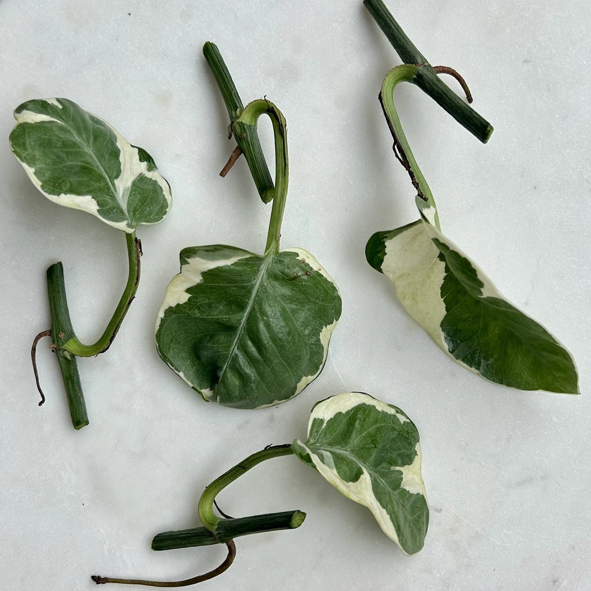 Pothos Cuttings Set of 5 | Variegated Pearls and Jade Indoor Houseplant | Epipremnum aureum ‘Pearls and Jade’ for Propagation