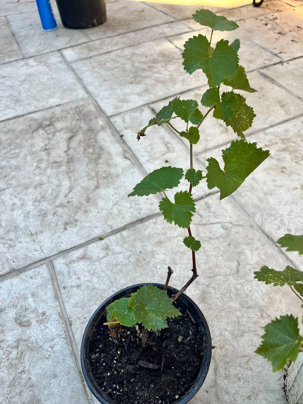 Kyoho Grape Plants - 2 Live Established Vitis labruscana Starter Plants for Outdoor Gardens and Trellises