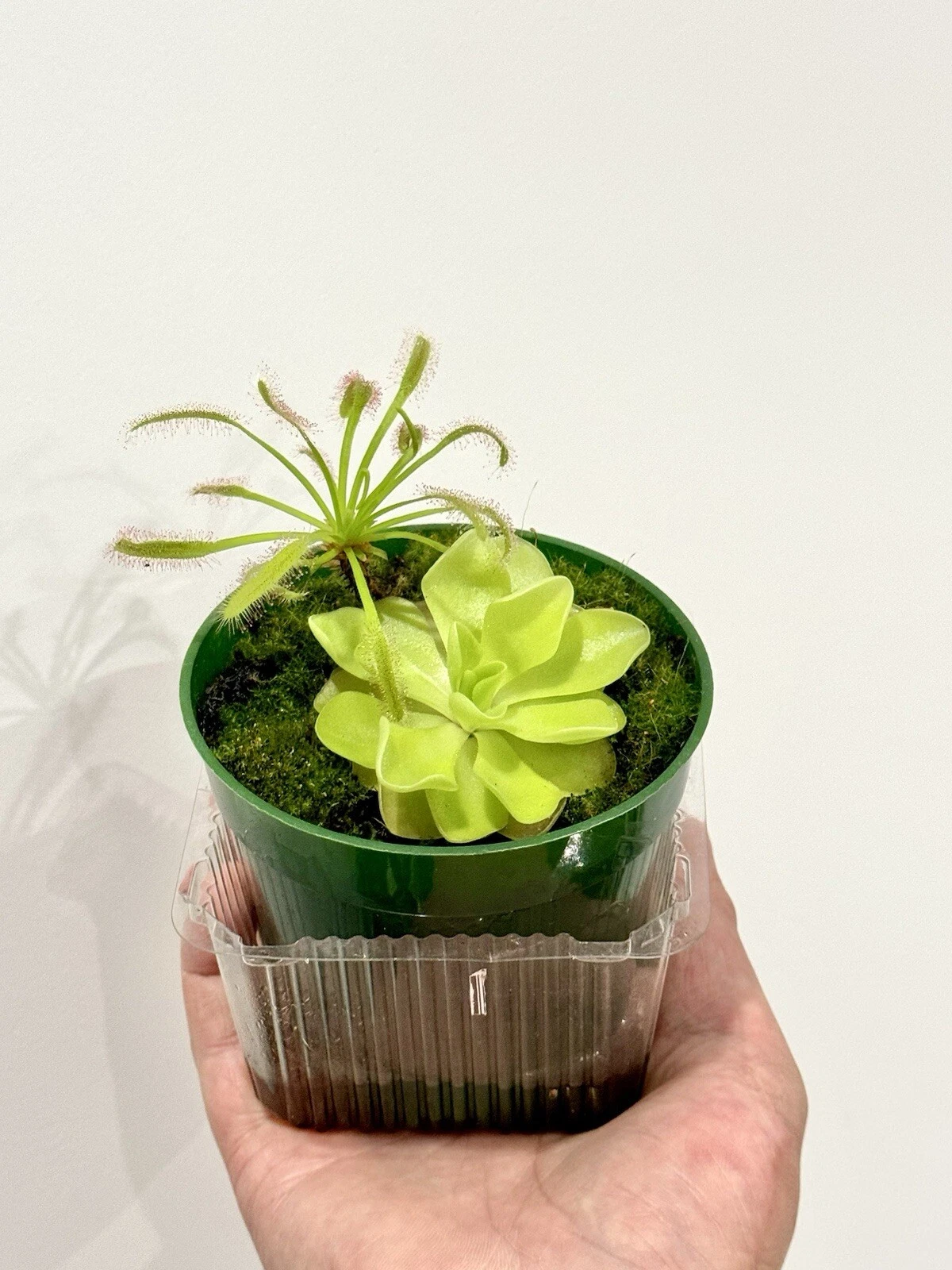 Carnivorous Plant Starter Pack - 2 Live Plants: Pinguicula (Butterwort) & Cape Sundew (Drosera capensis) for Indoor Growing