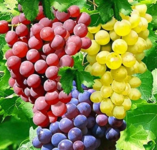 Hardy Grape Vine Cuttings Trio - 15 Vitis Cuttings for Cold Climate Propagation - Ideal for Outdoor Vine Growing