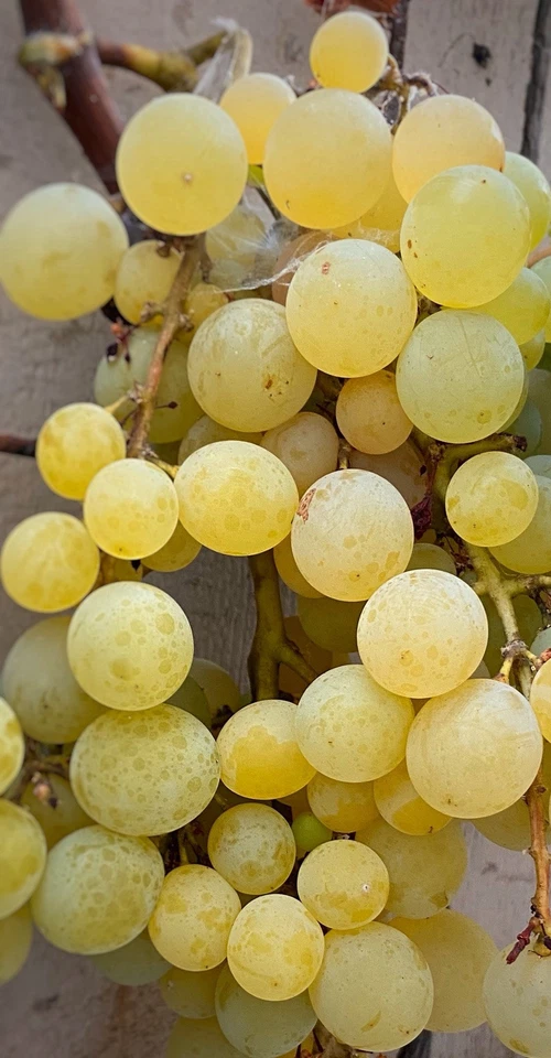 Golden Muscat Grape Cuttings - 4 Live Unrooted Vitis Vinifera Cuttings with 2-3 Nodes for Grafting or Rooting