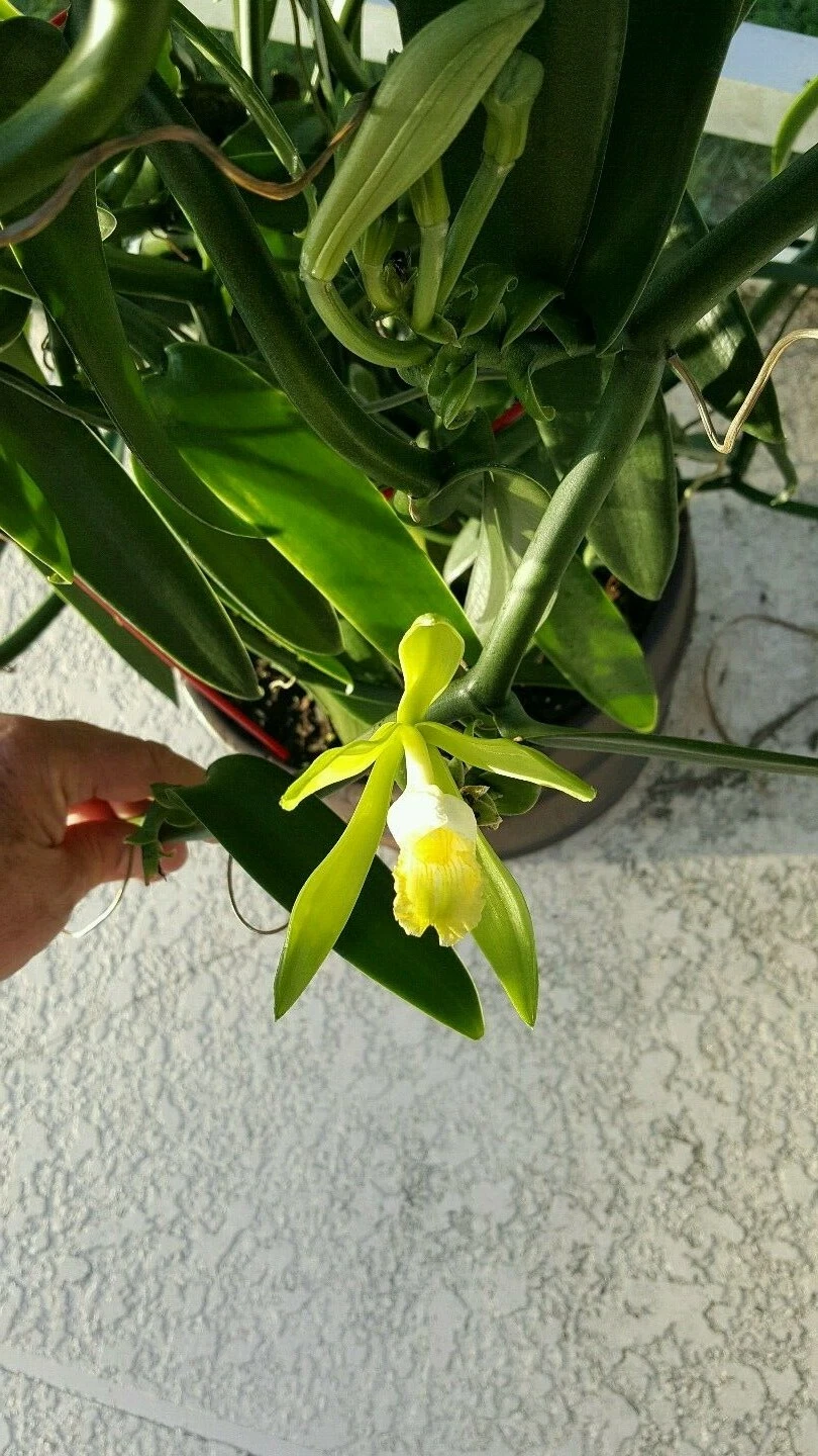 Vanilla Bean Orchid Cutting 12 Inch Unrooted Vine - Vanilla planifolia for Propagation - Tropical Climbing Orchid
