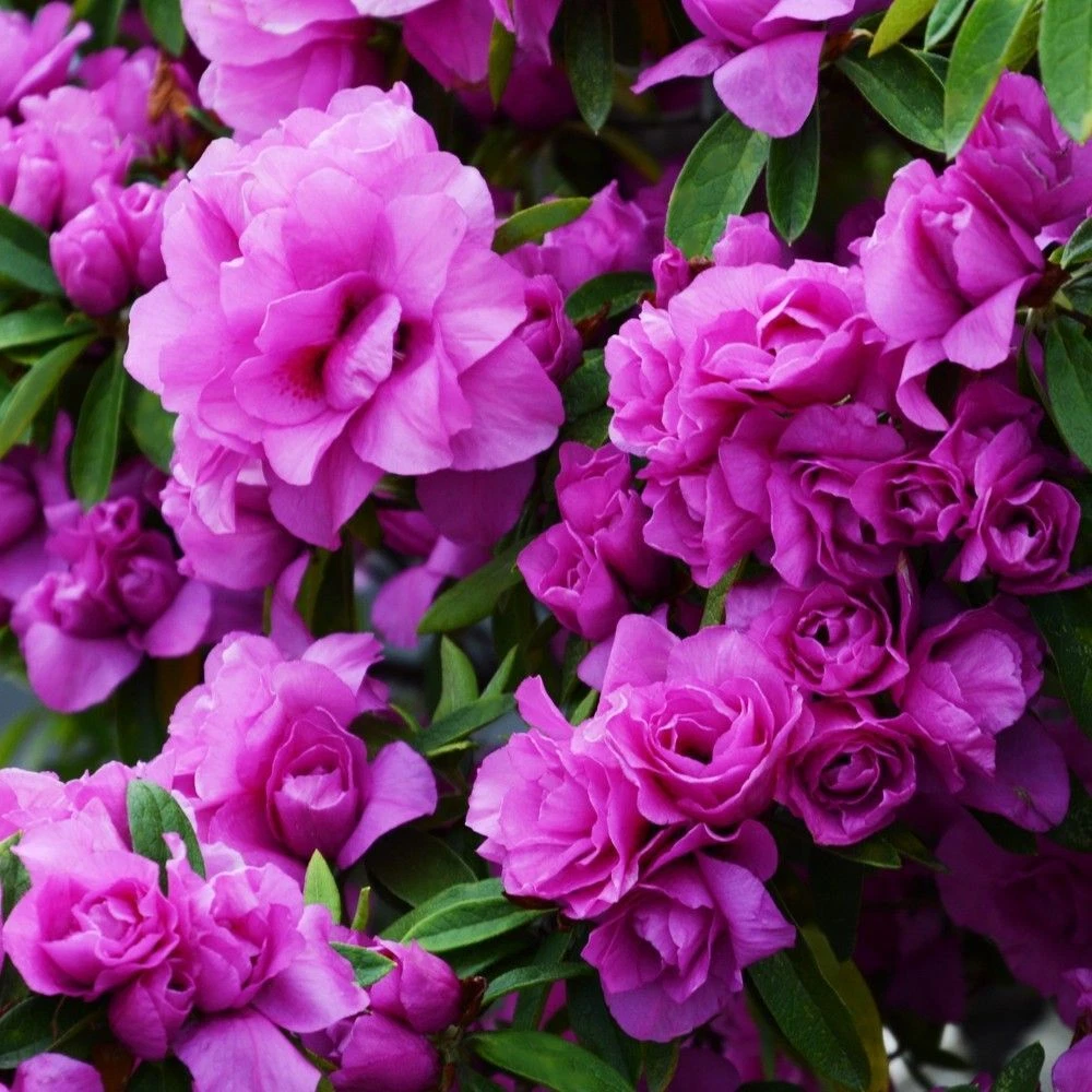 Live Small Rooted Amelia Rose Azalea Starter Plant, Deciduous Flowering Shrub, Rhododendron for Garden Planting