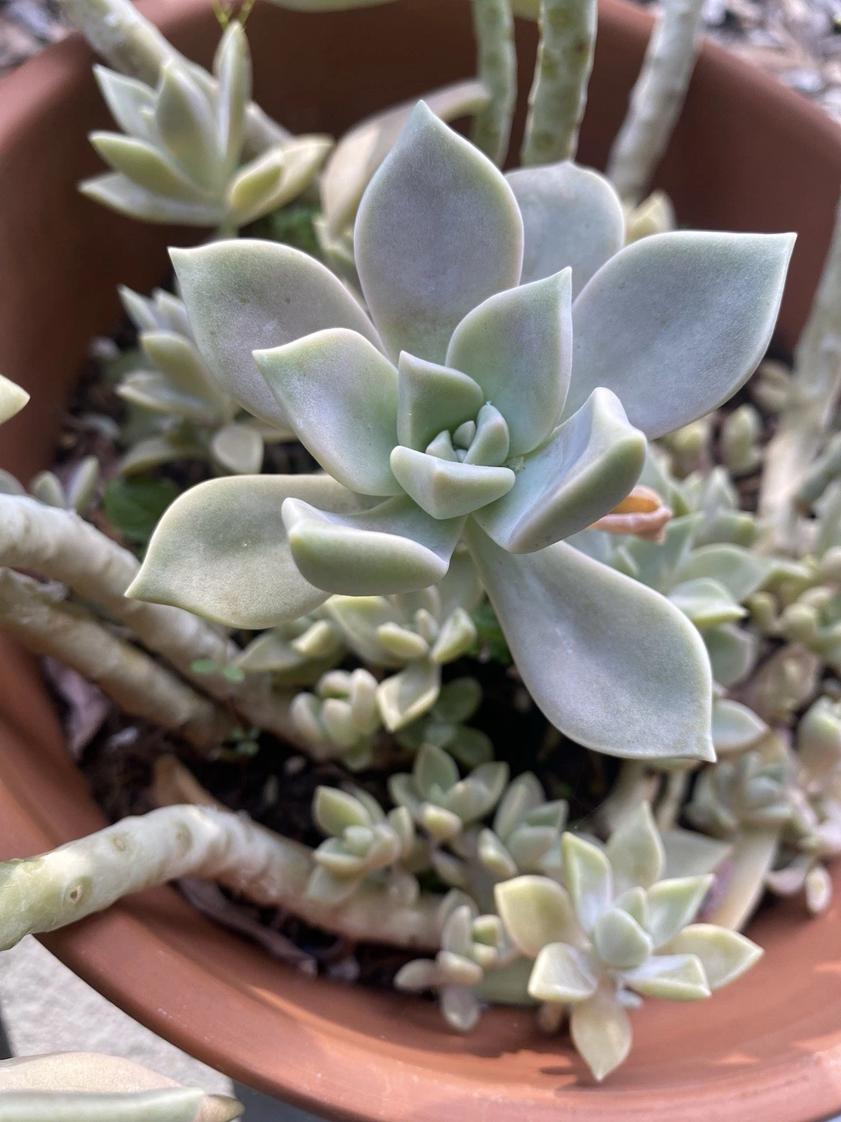 Rooted Ghost Plant Cuttings - 2 Inch Pot, Pale Gray Lavender Succulent - Graptopetalum paraguayense for Indoor Use