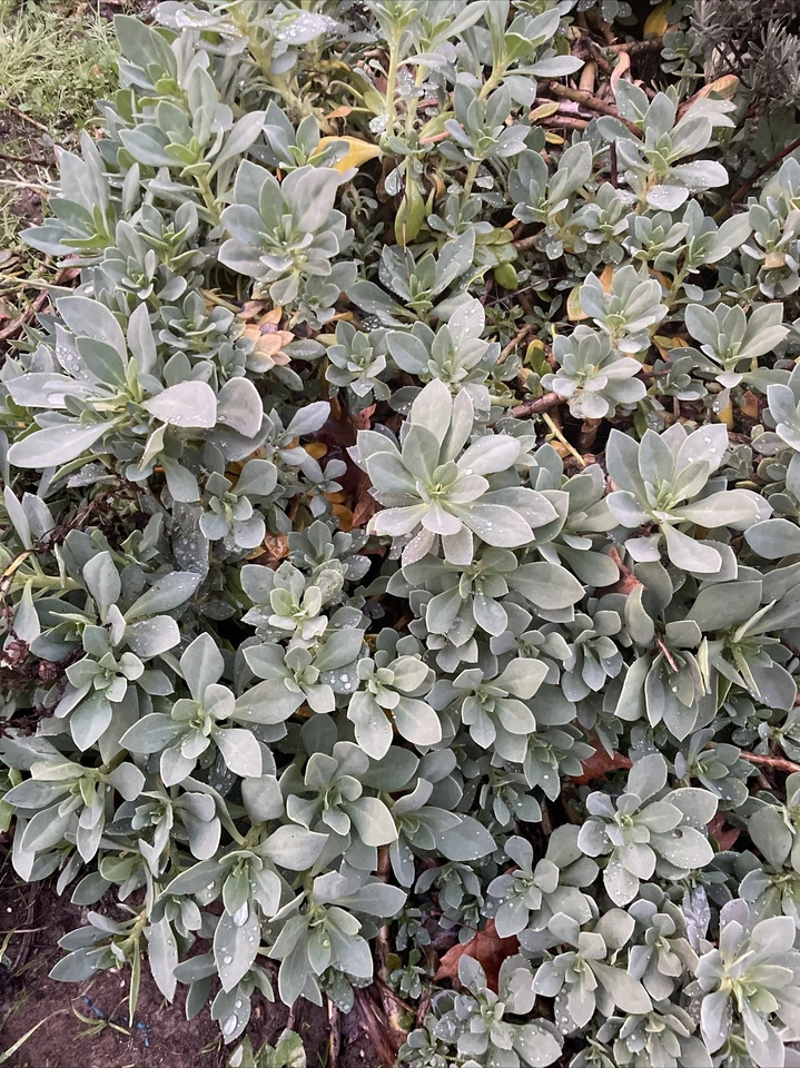 Calandrinia Spectabilis Cuttings - Rock Purslane Succulent Live Plant Set of 5 - 6 Inch for Propagation, Drought-Tolerant, Pink Flowers