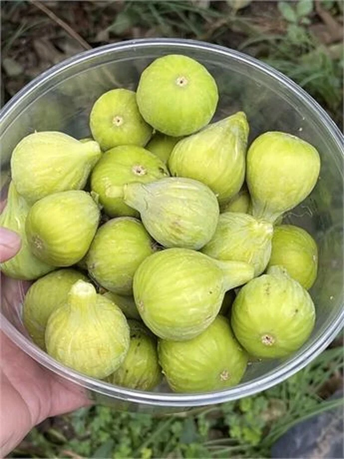 Unrooted Fig Cutting – 8 Inch JH Adriatic Fig (Ficus Carica) with 3+ Nodes for Propagation