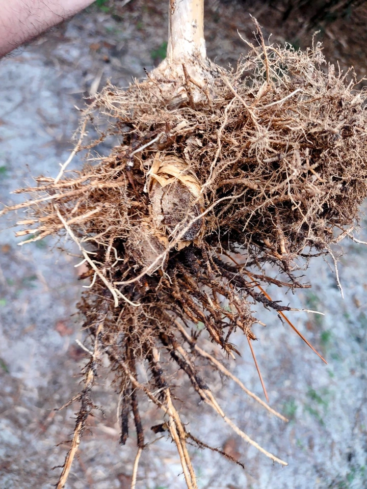 Live Rooted Clumping Bamboo Plant Starter - Green Hedge Variety - Bambusa multiplex