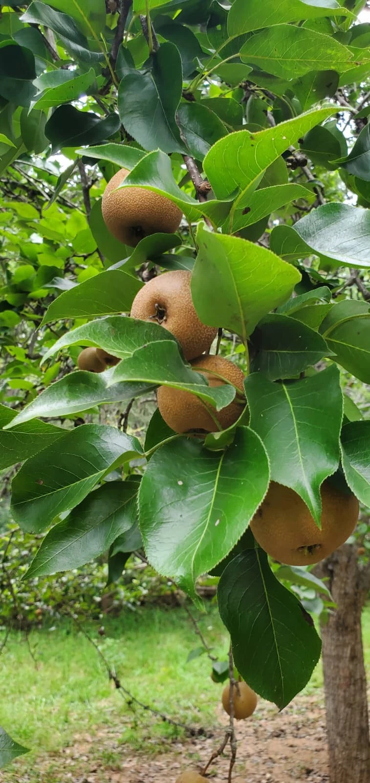 Asian Pear Tree Cuttings - 10 Unrooted Pyrus pyrifolia Cuttings for Rooting, Round Pear Fruit Tree, Deciduous Fruit Plant