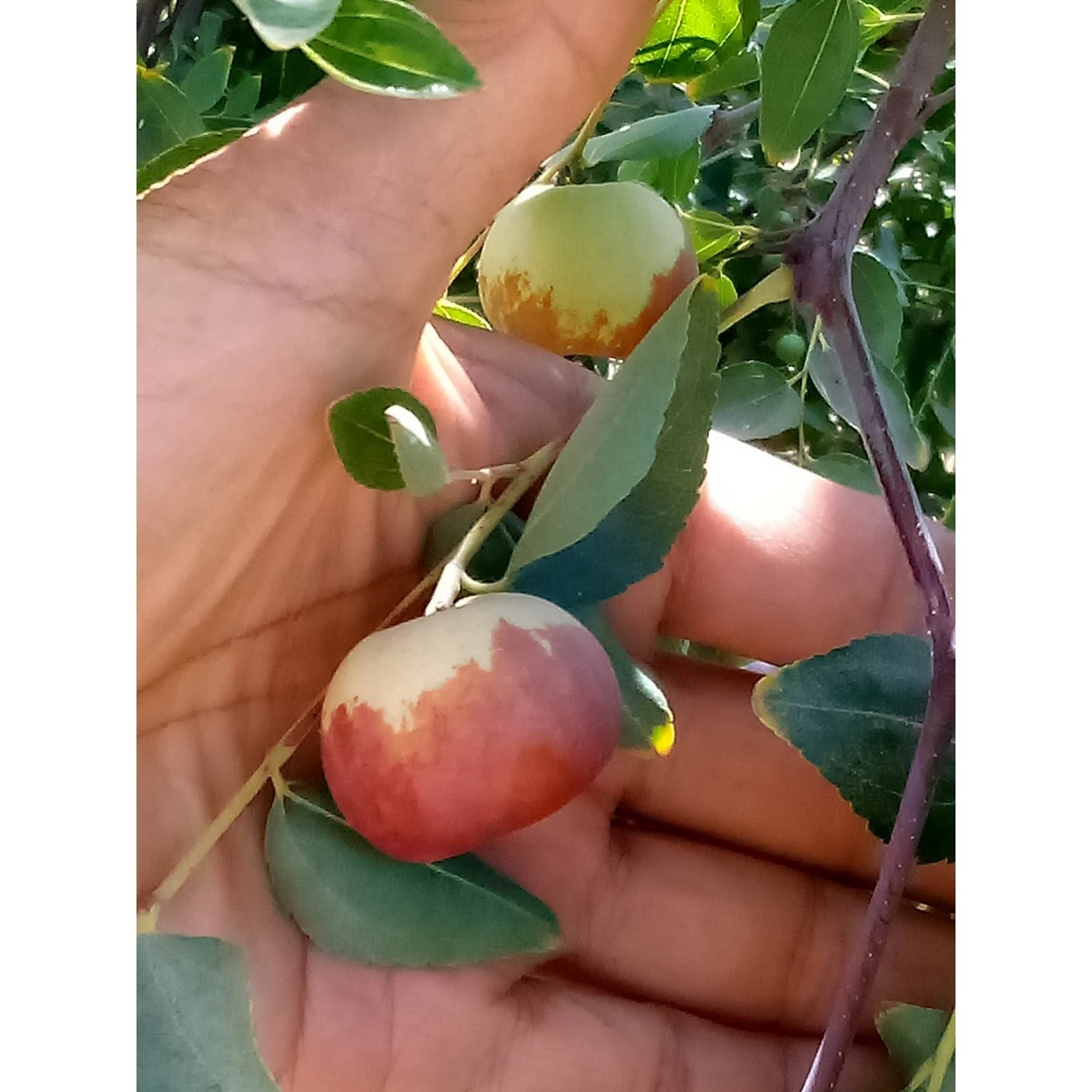 Chico Jujube Scion Cuttings - 2 Unrooted 8 Inch Cuttings for Grafting - Ziziphus jujuba 'Chico' Tree Plant Material