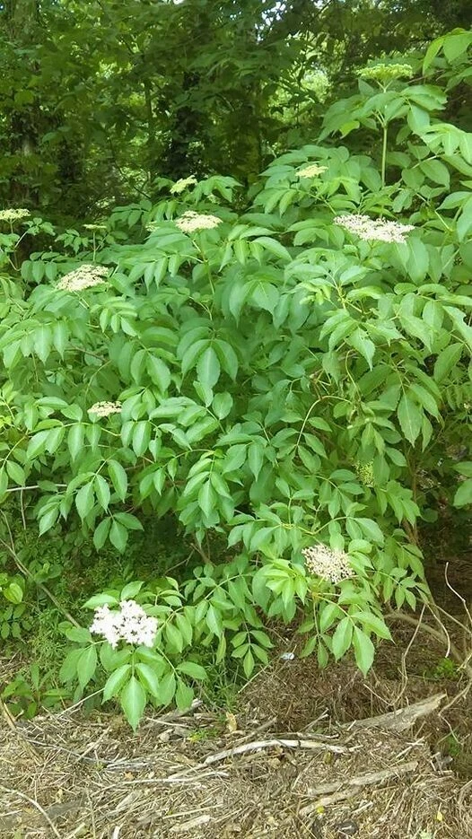 American Elderberry Cuttings 50 Pack Unrooted Shrub Sambucus canadensis Wholesale for Propagation and Planting
