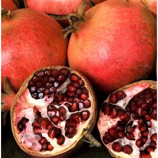 Pomegranate Cuttings - 7 Unrooted 6 Inch Live Cuttings for Propagation - Punica granatum Fruit Tree Plant Material