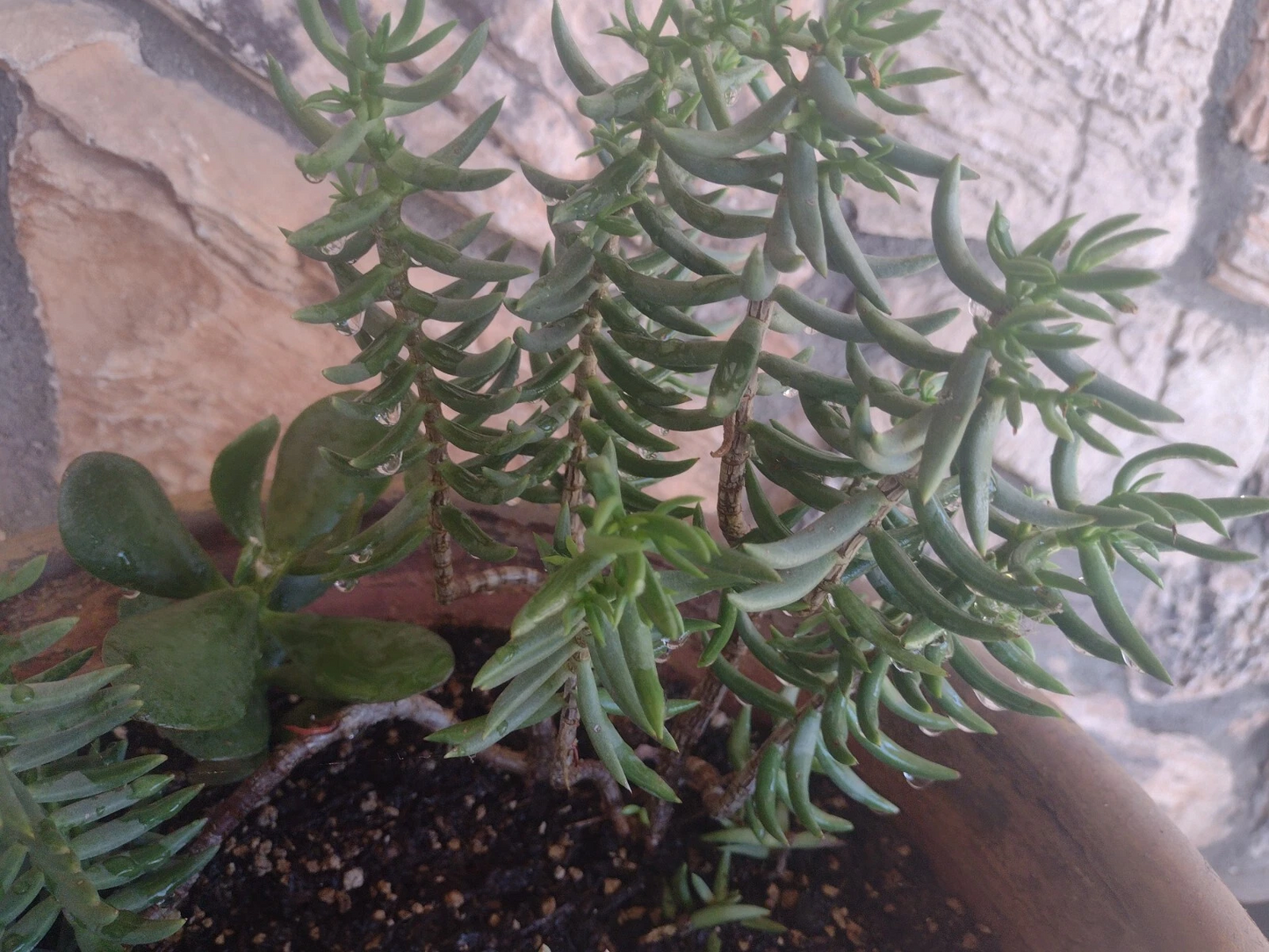 Mini Pine Crassula Cuttings Set of 20 Unrooted Succulent (Crassula tetragona) - Ideal for Borders and Propagation