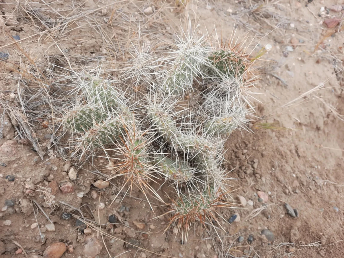 Wyoming Prickly Pear Cactus Plant - Opuntia Polyacantha - Cold Hardy Native Cactus for Xeriscaping and Dry Gardens