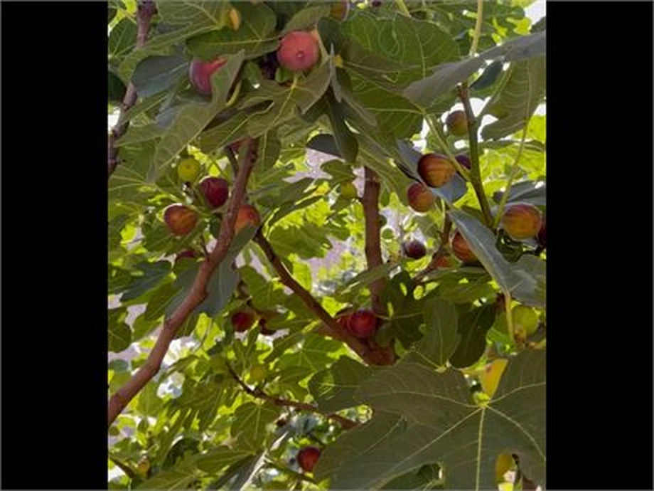 Hardy Chicago Fig Cuttings Bulk Lot - 20 Live Cuttings for Planting - Ficus carica ‘Hardy Chicago’ - Cold-Tolerant Variety