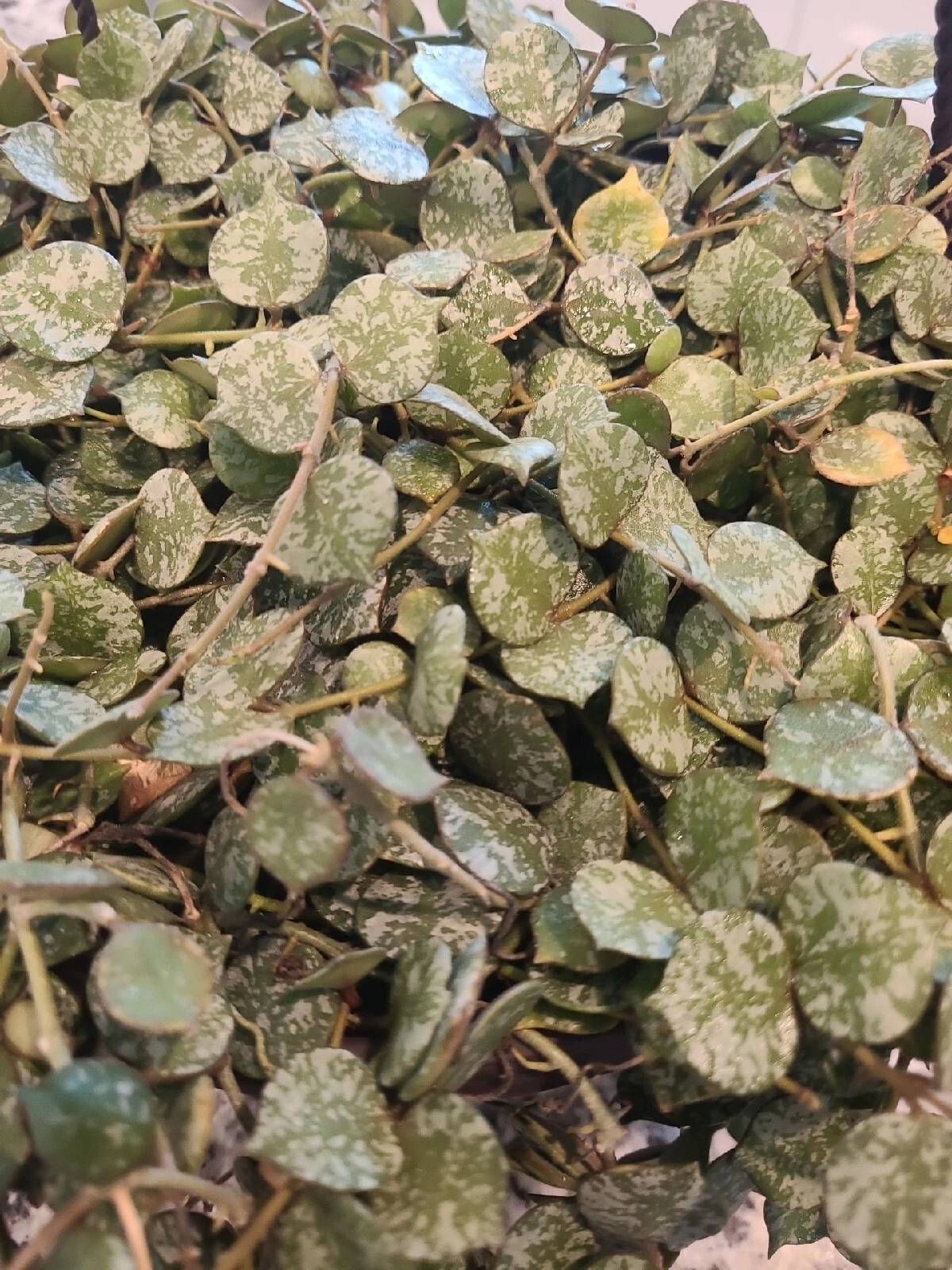 Hoya curtisii Cutting 6 Inch Unrooted Wax Plant for Propagation - Trailing Houseplant with Silver-Speckled Leaves